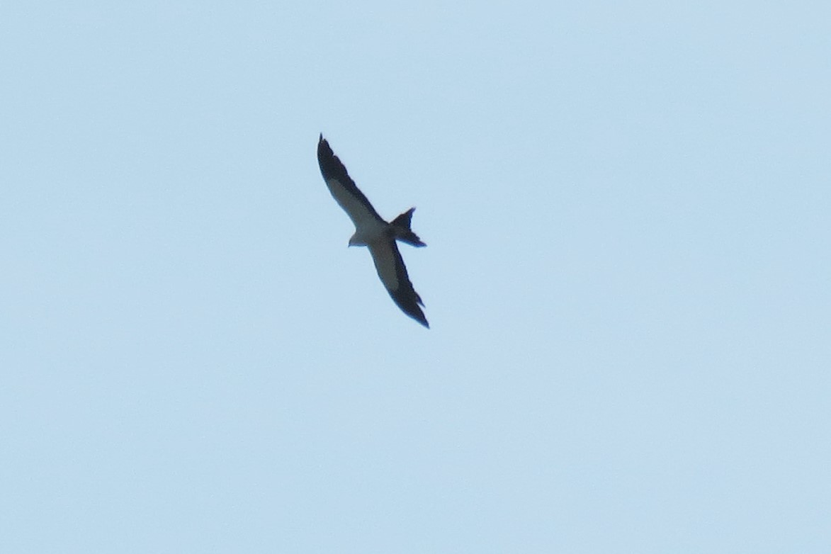 Swallow-tailed Kite - ML172113041