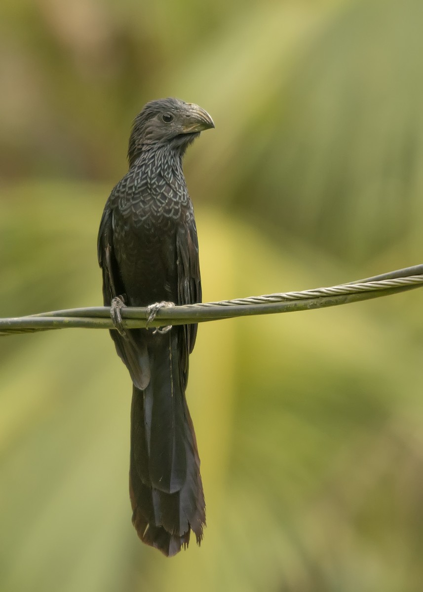 Groove-billed Ani - Leandro Arias