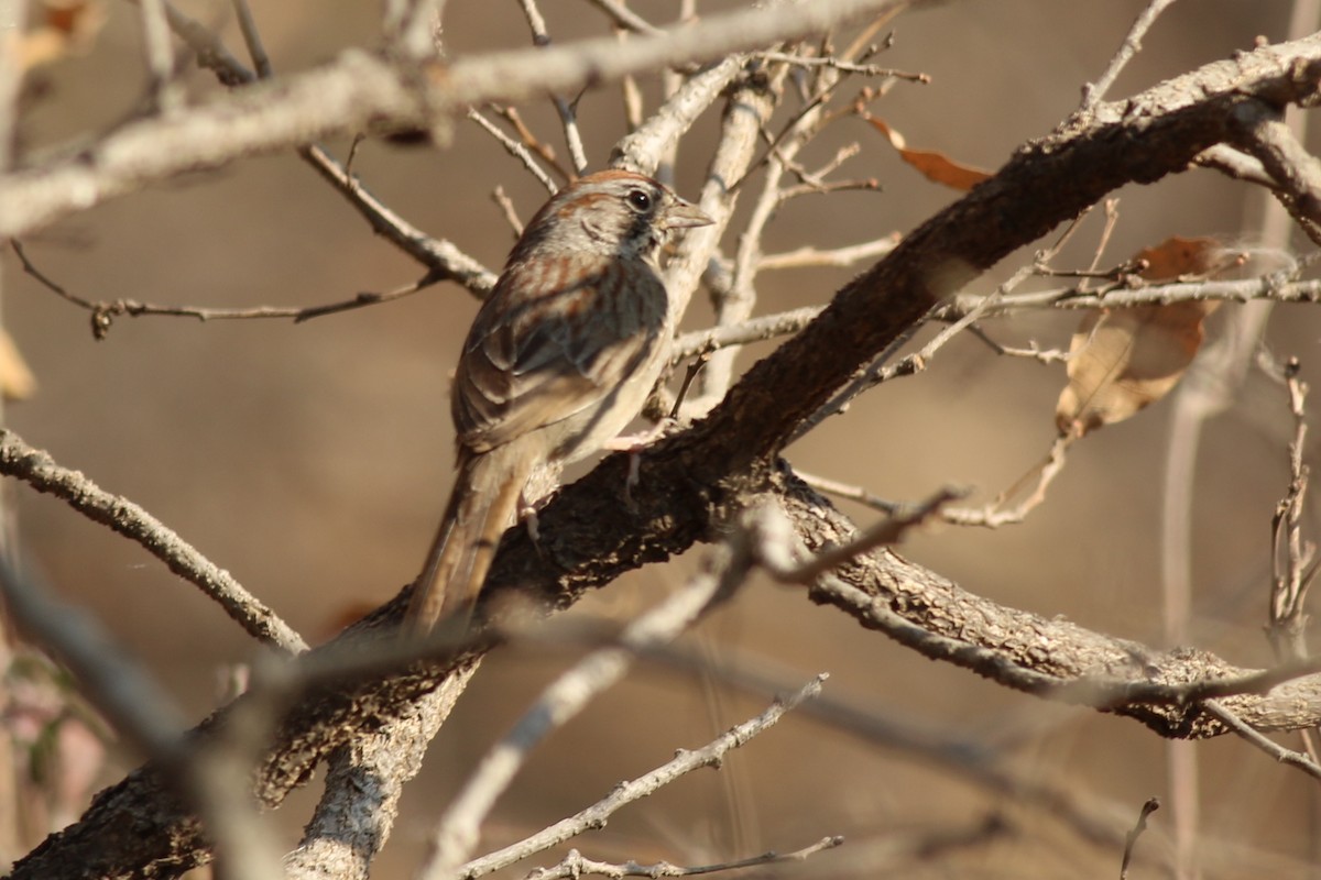 Rufous-crowned Sparrow - ML172120271