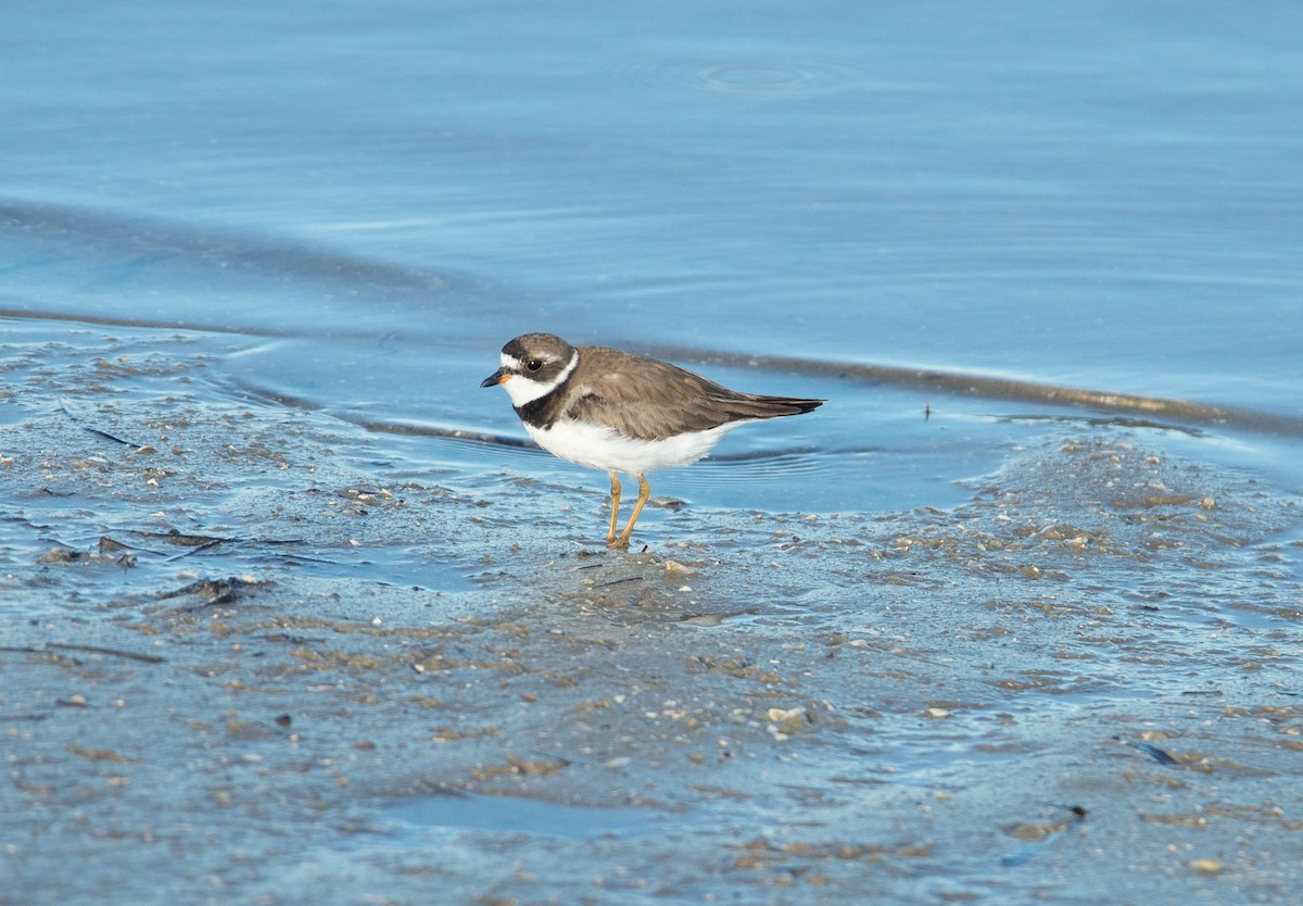 Semipalmated Plover - ML172122271