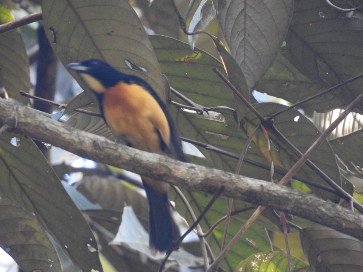 Yellow-crested Tanager - ML172125691