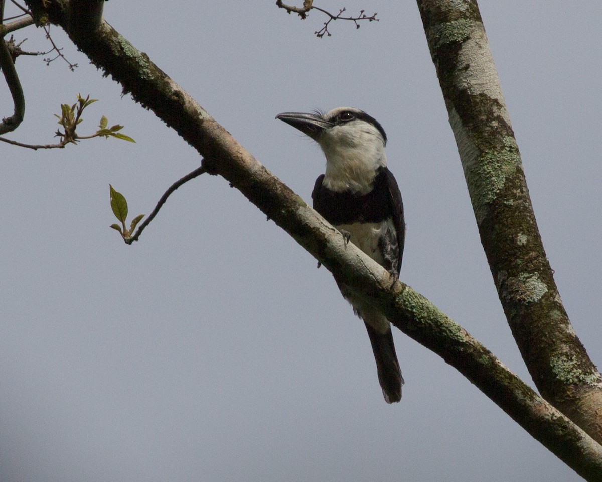 White-necked Puffbird - Lindy Fung