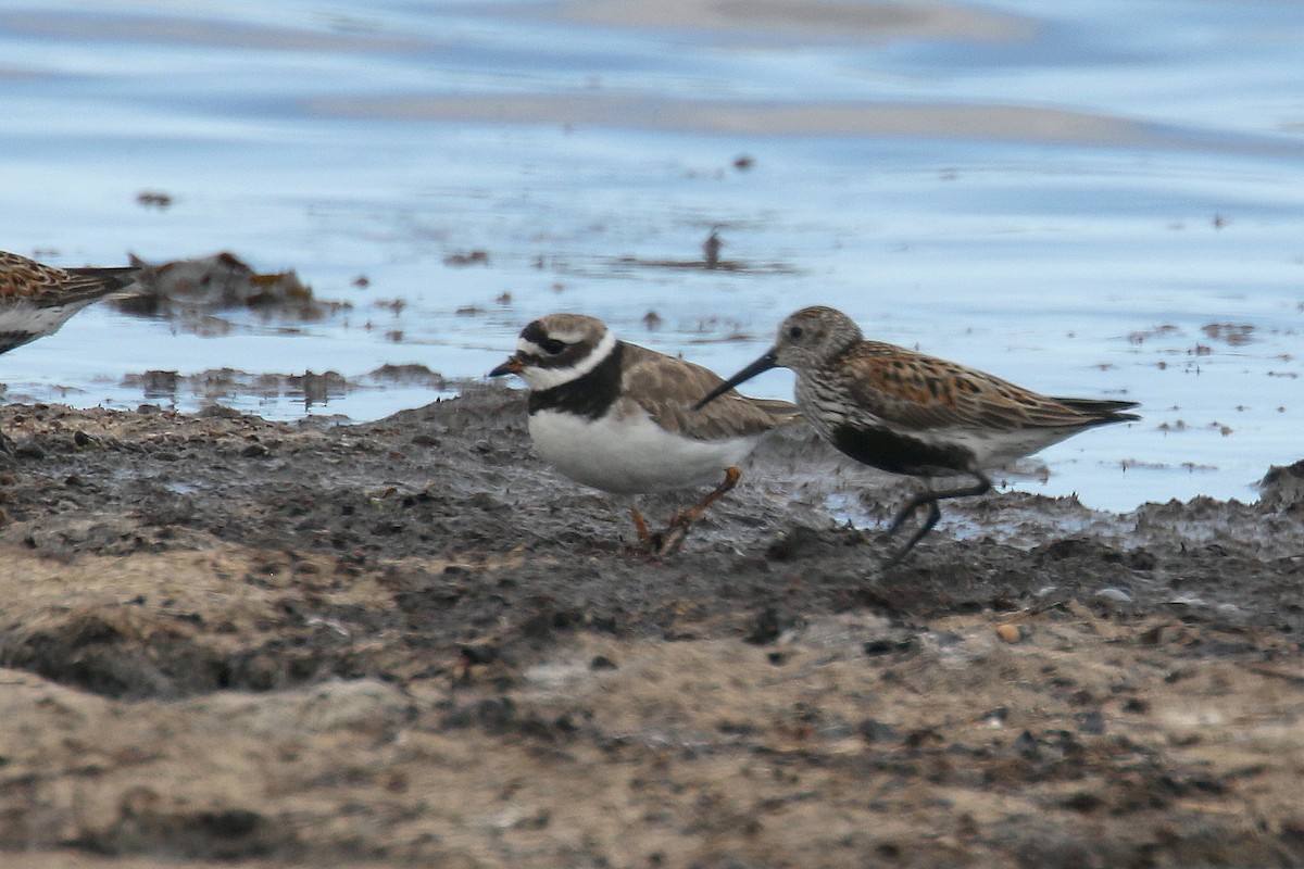 Common Ringed Plover - ML172130911