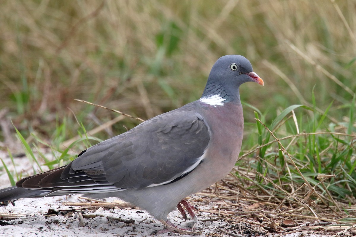 Common Wood-Pigeon (White-necked) - ML172131081