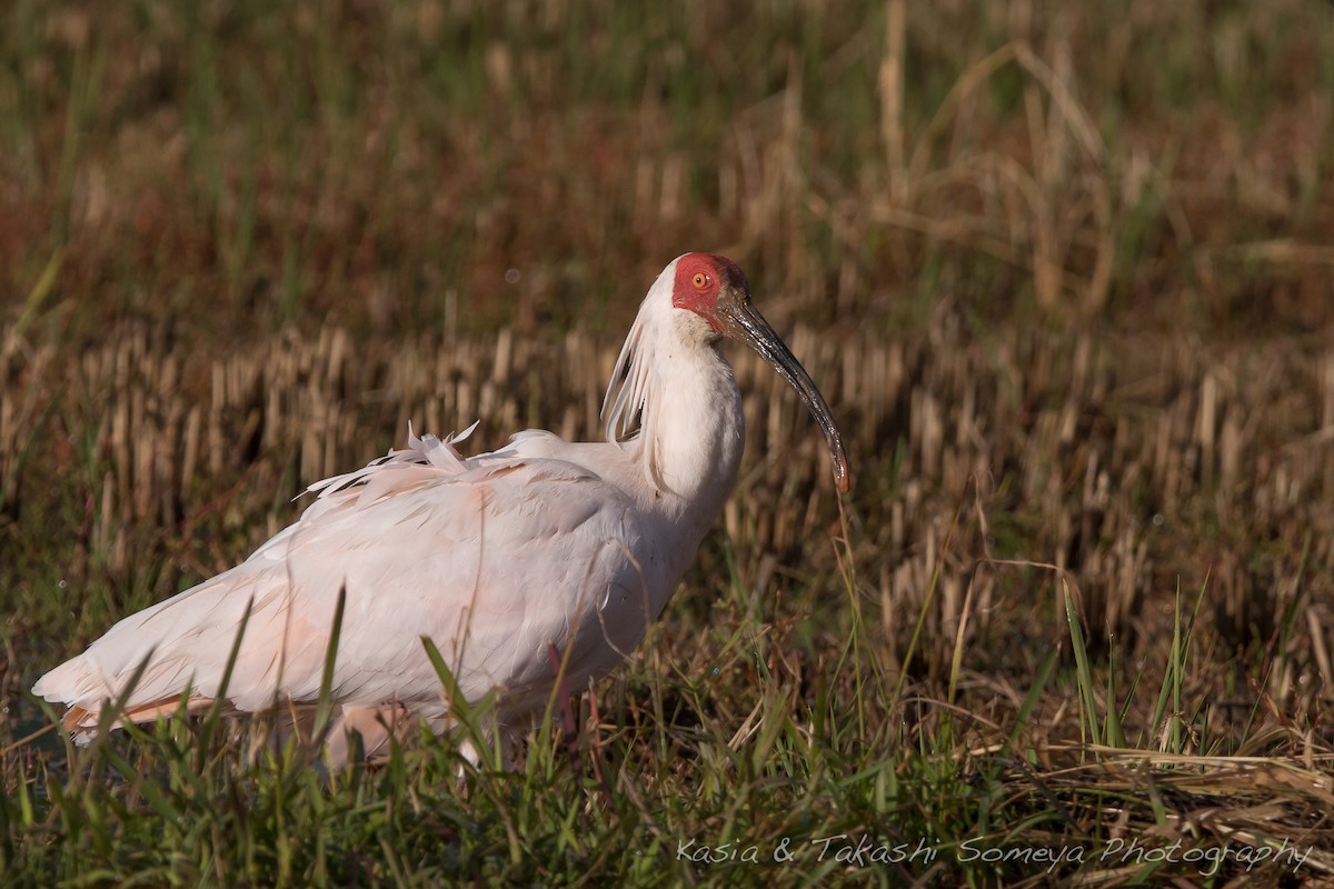 Crested Ibis - ML172131771
