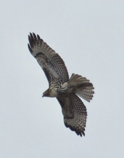 Red-tailed Hawk - Mike Coulson