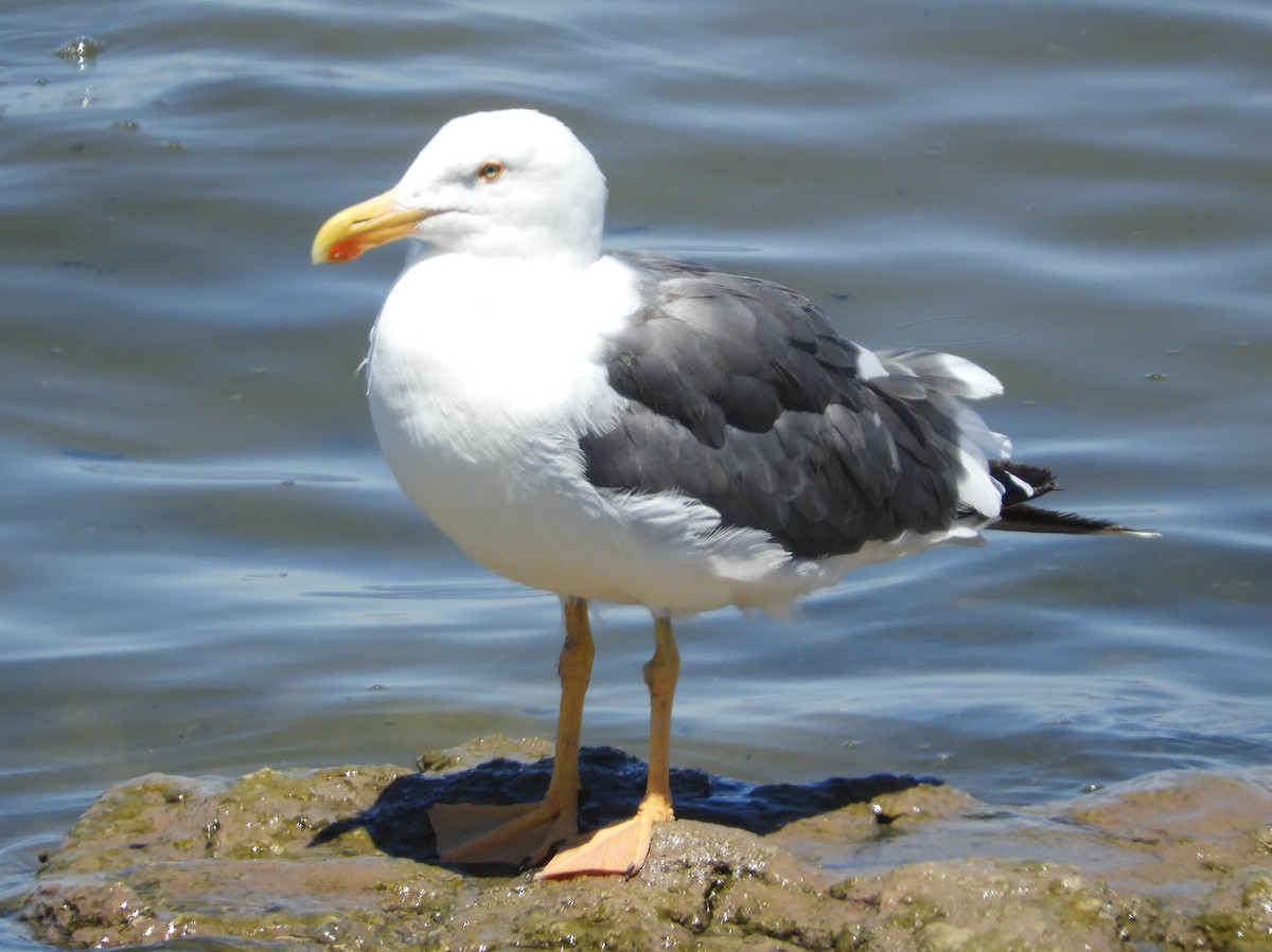 Yellow-footed Gull - ML172132491
