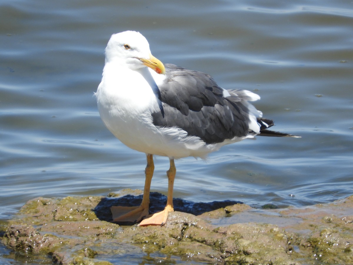 Yellow-footed Gull - ML172132521