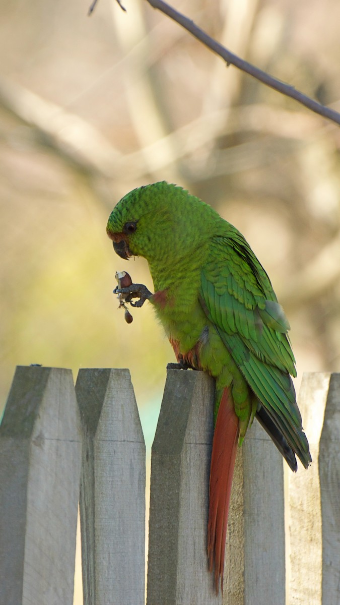 Austral Parakeet - Juan Gaete