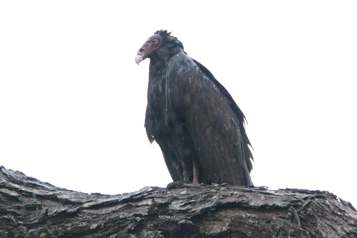 Turkey Vulture - Sarah Morris