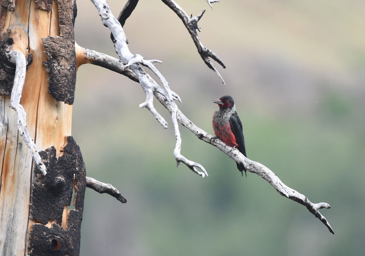 Lewis's Woodpecker - Christopher Lindsey