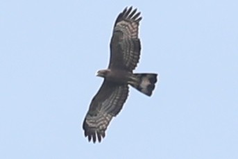 Blyth's Hawk-Eagle - Ting-Wei (廷維) HUNG (洪)