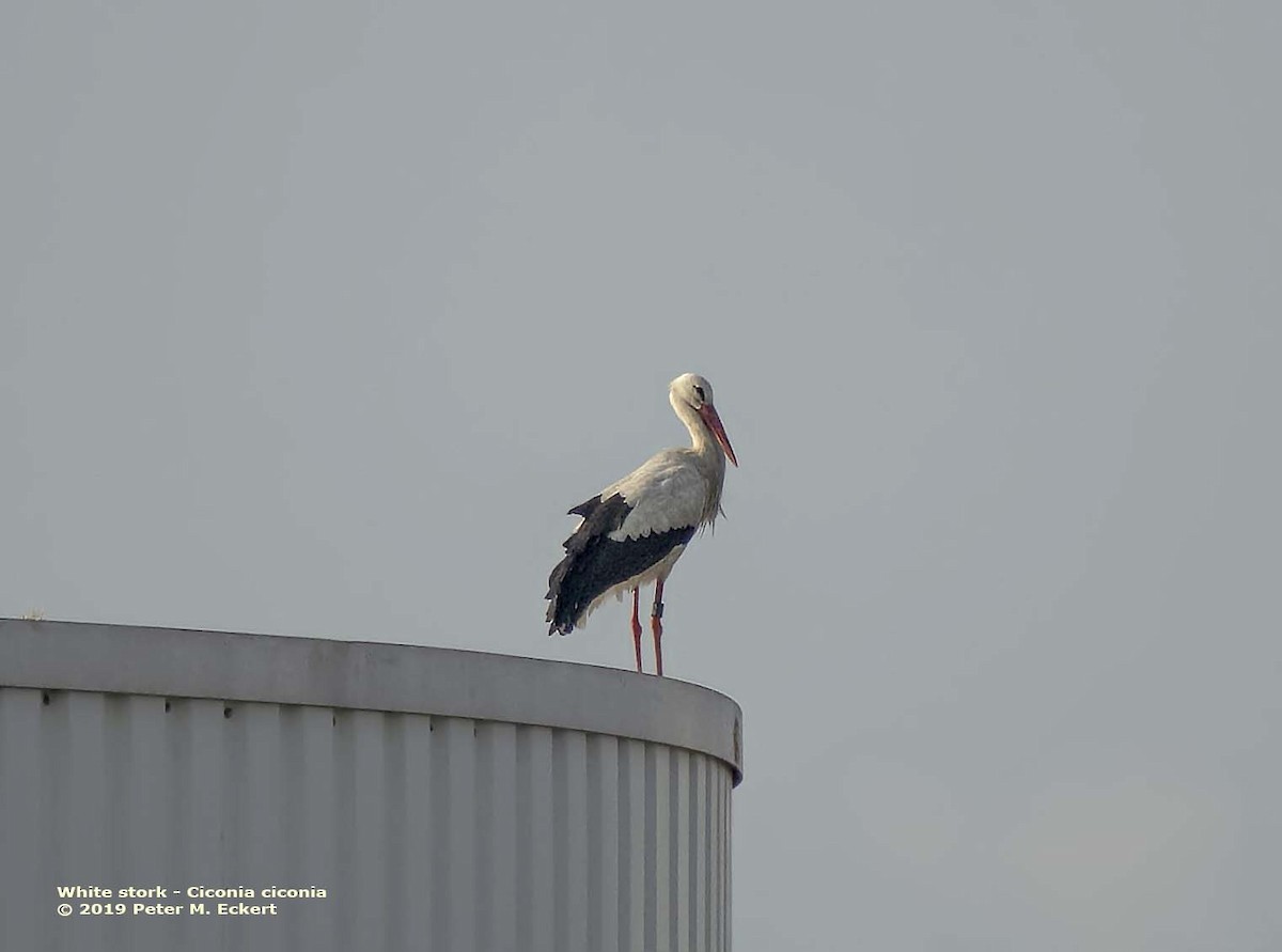White Stork - Peter Eckert