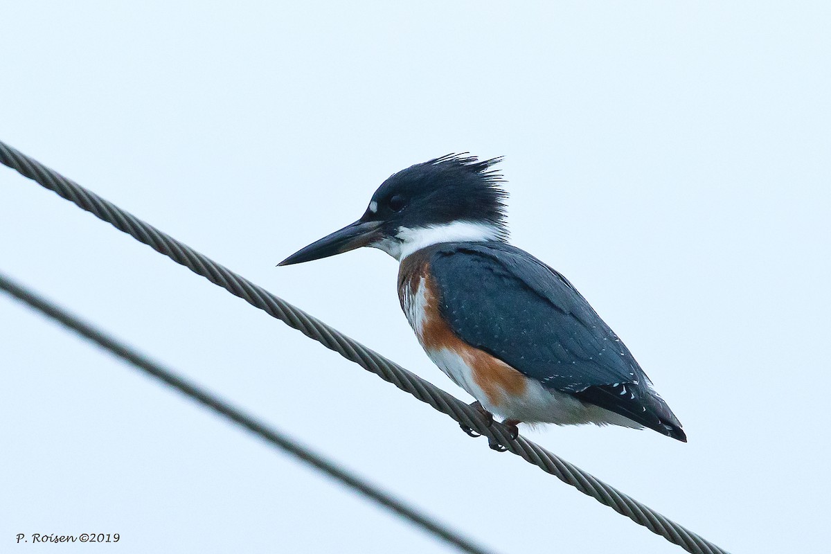 Belted Kingfisher - ML172147711