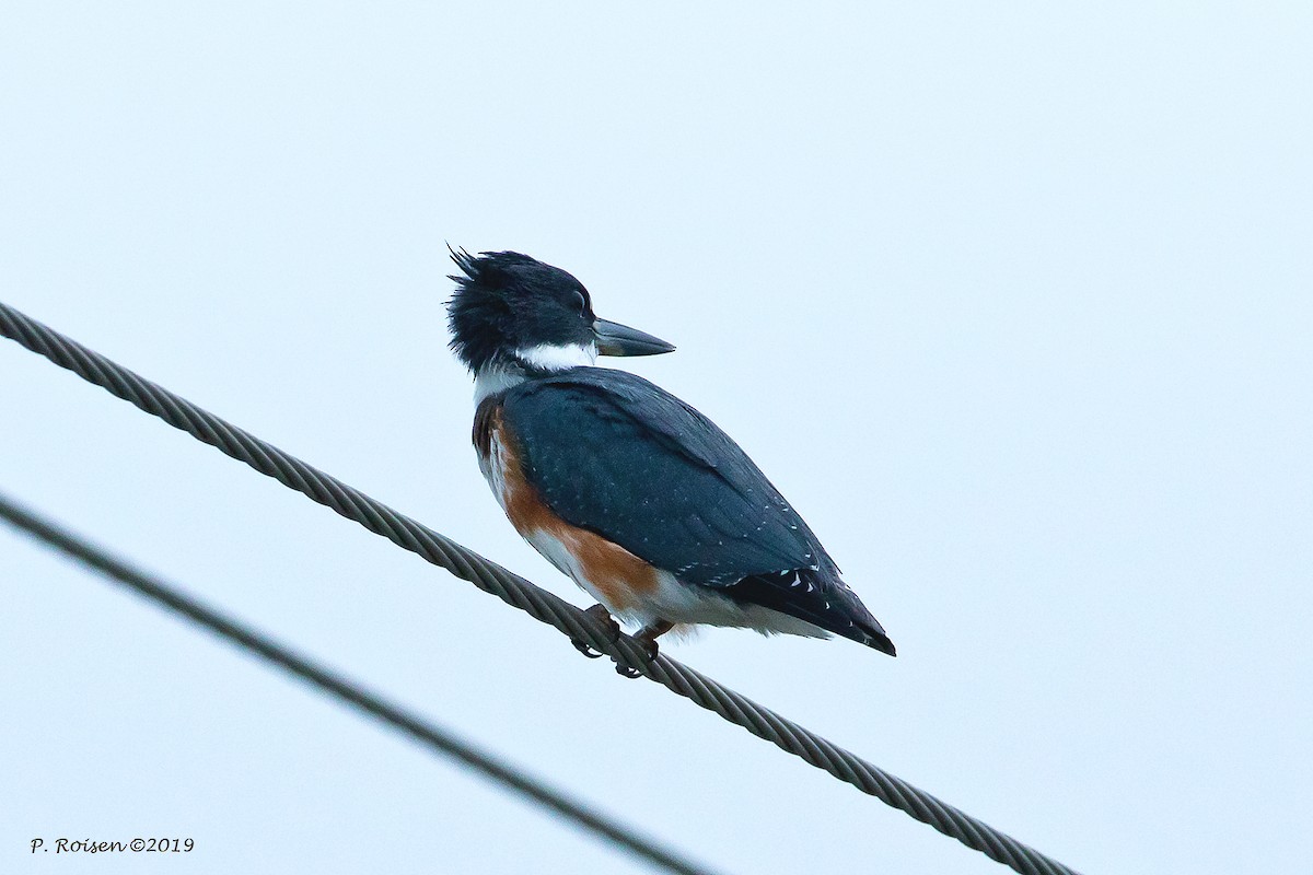 Belted Kingfisher - ML172147721