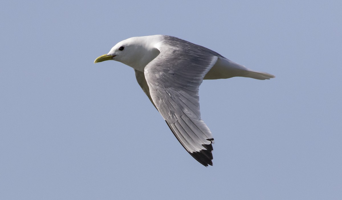 Mouette tridactyle - ML172151061