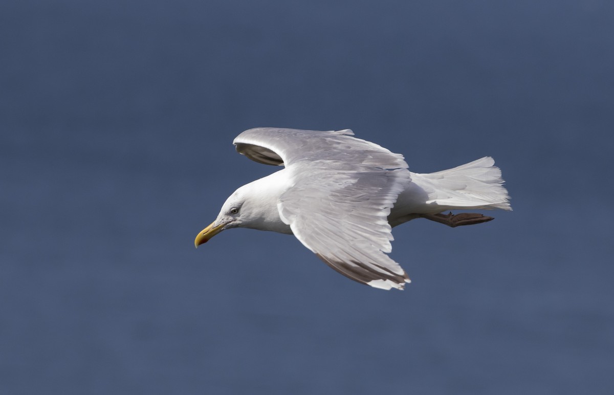 Herring x Glaucous Gull (hybrid) - Caleb Putnam