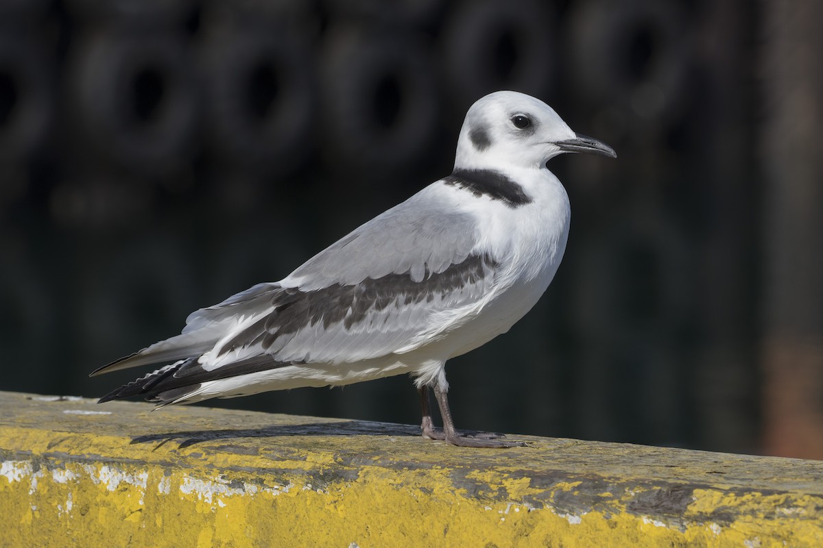 Mouette tridactyle - ML172151161