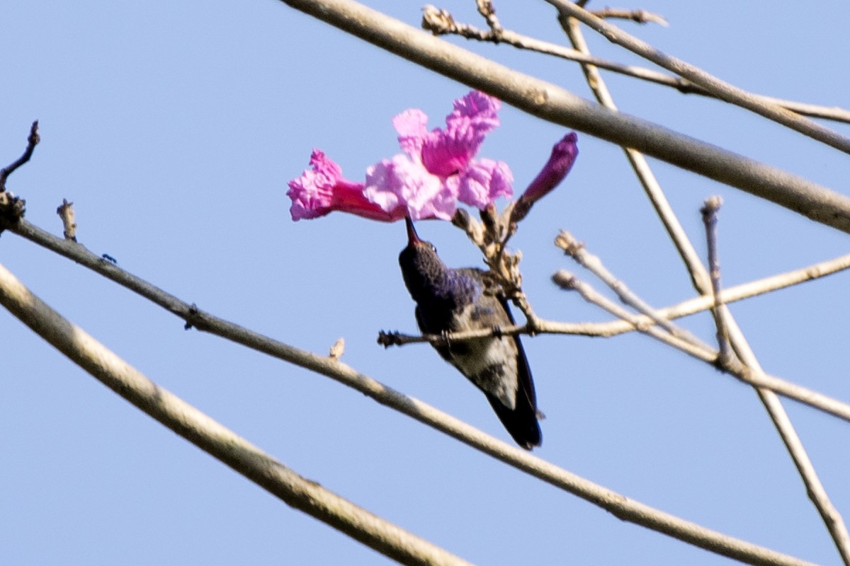 kolibřík safírový - ML172151721