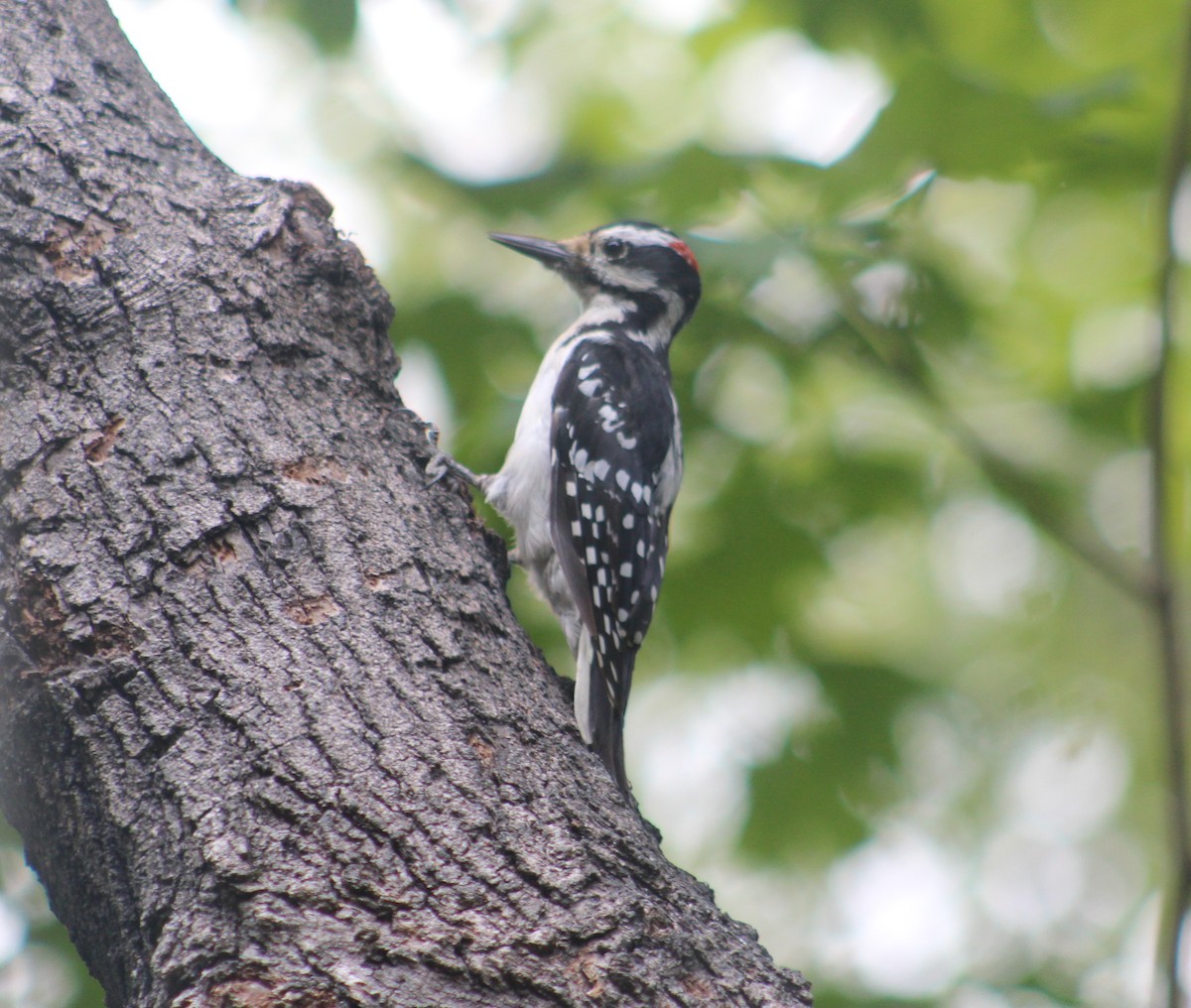 Hairy Woodpecker (Eastern) - ML172154821