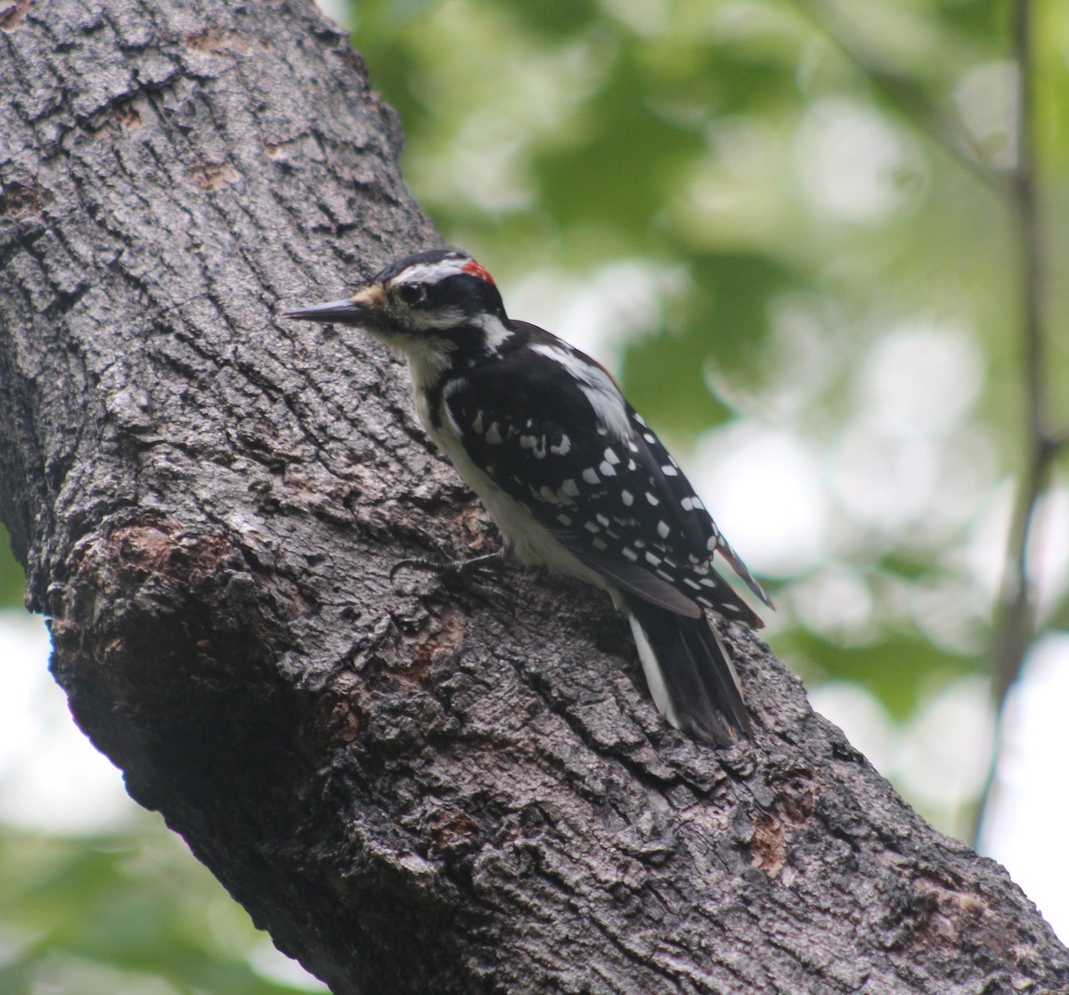 Hairy Woodpecker (Eastern) - ML172154881