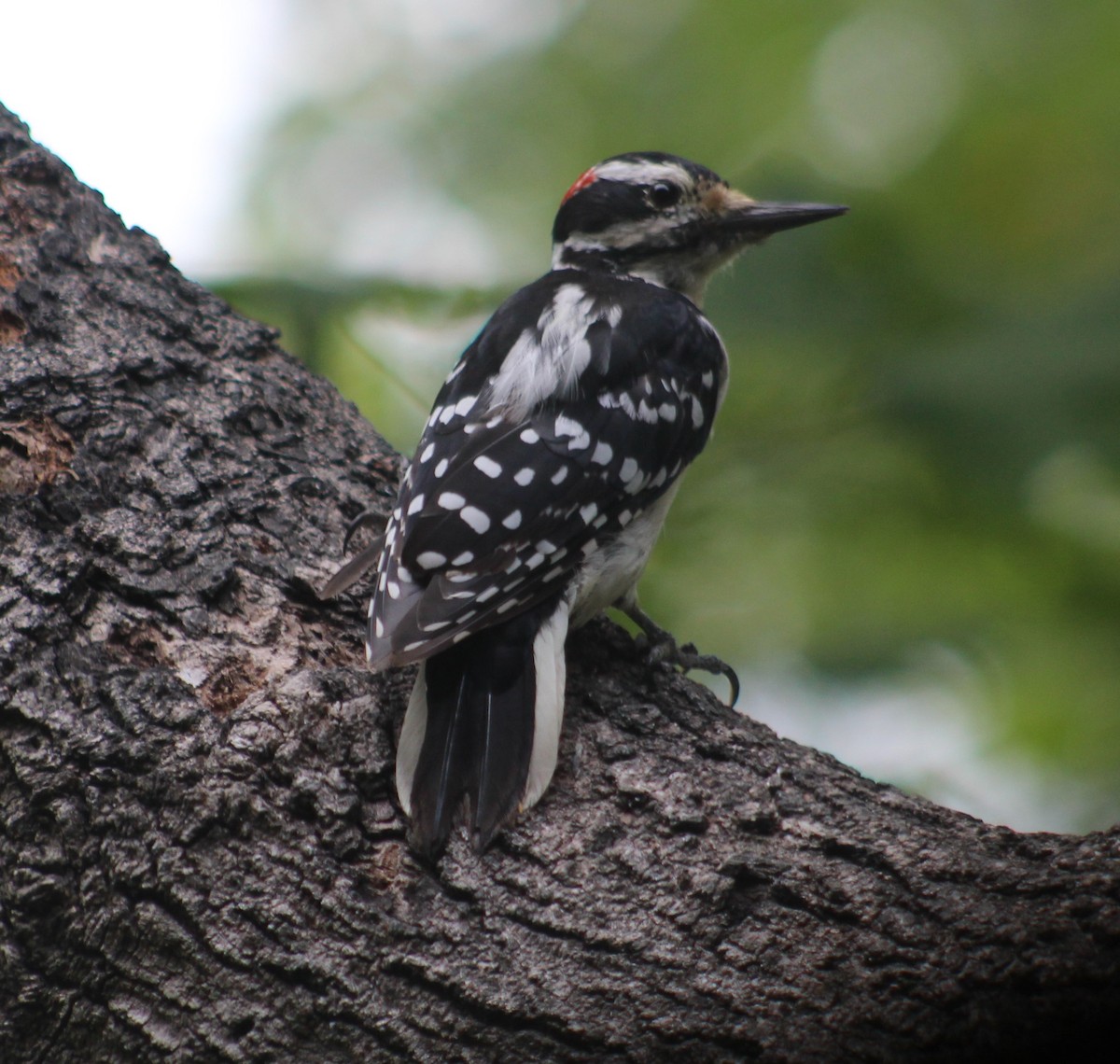 Hairy Woodpecker (Eastern) - ML172155001