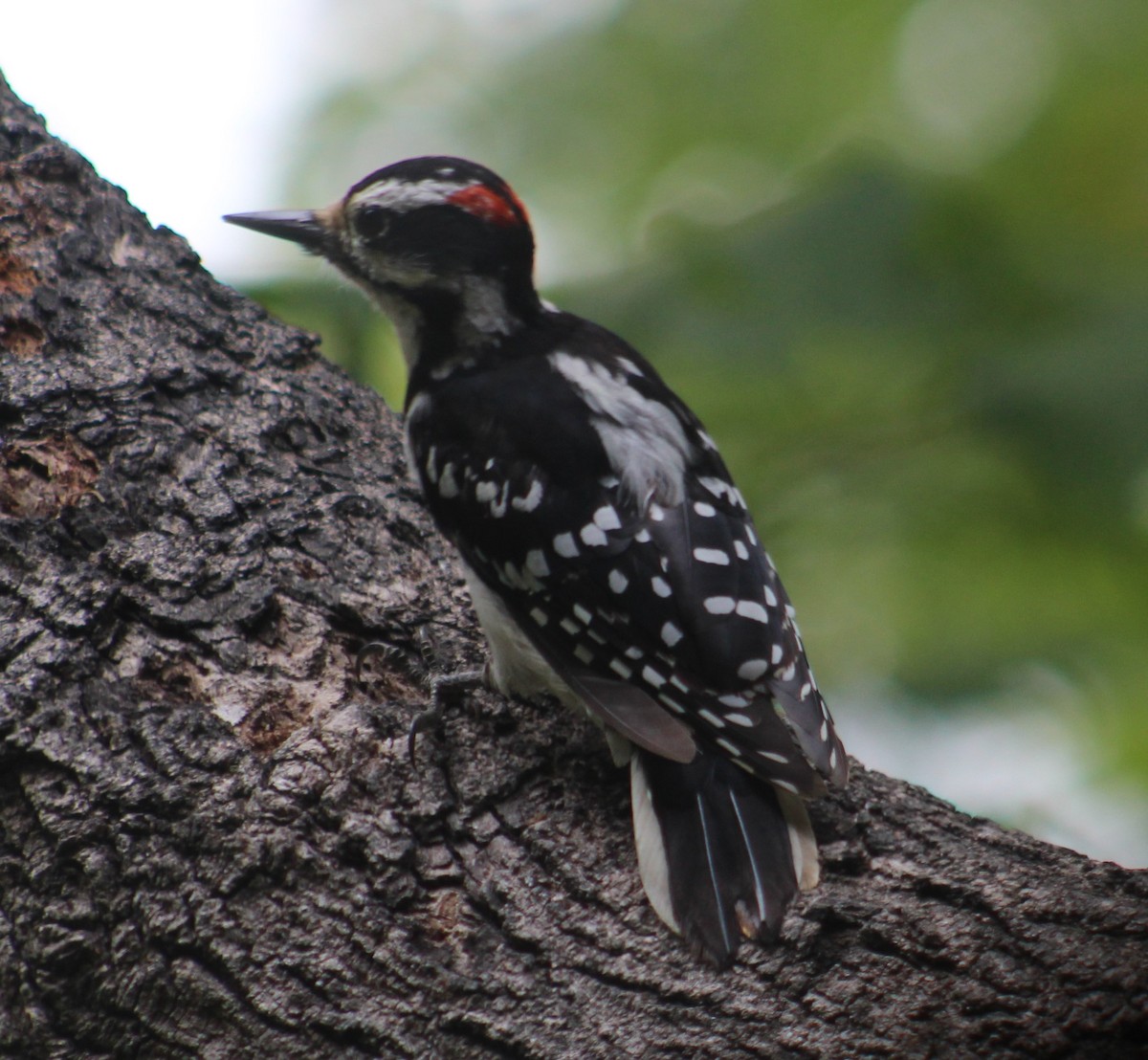 Hairy Woodpecker (Eastern) - ML172155071