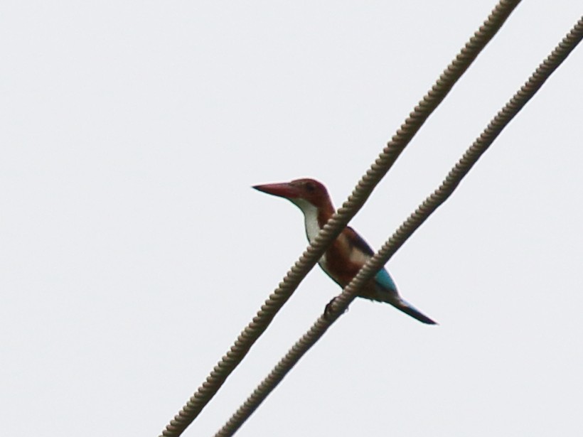 White-throated Kingfisher - Shekar Vishvanath