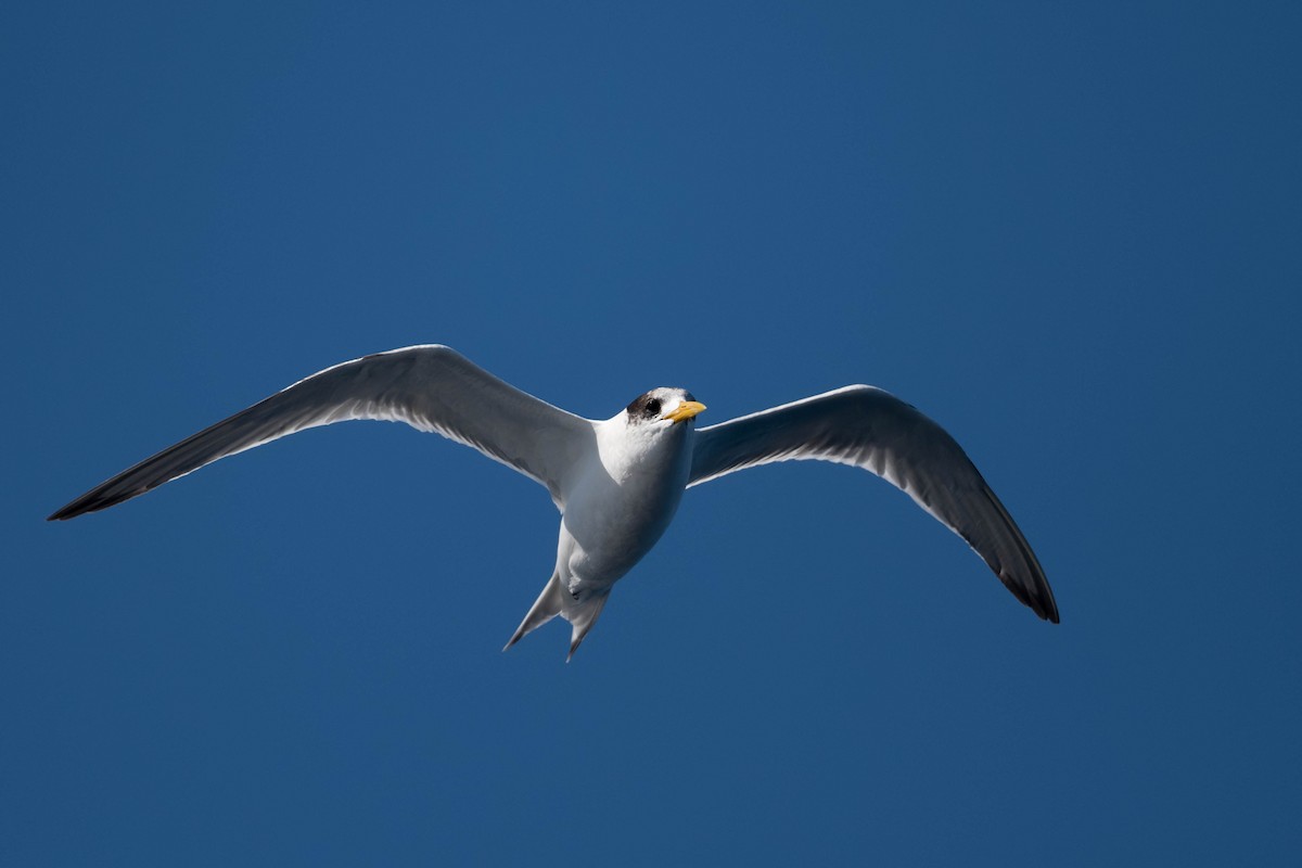 Great Crested Tern - ML172156881