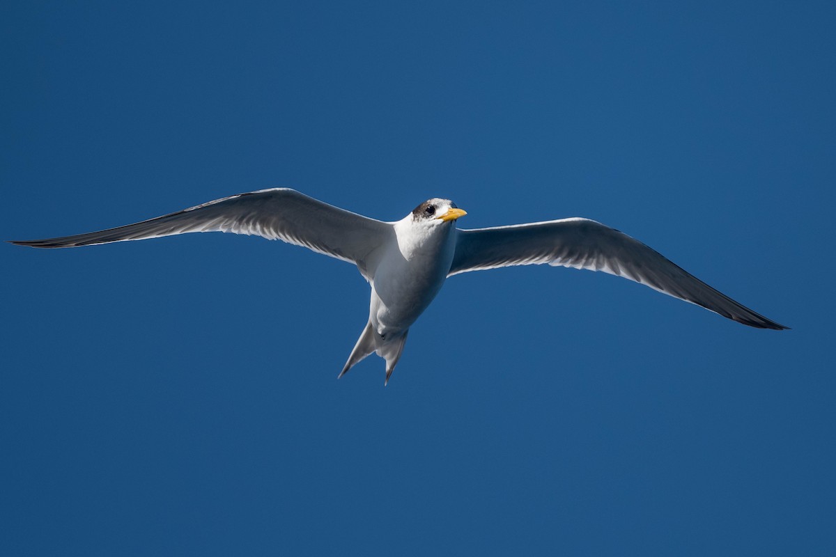 Great Crested Tern - ML172156891