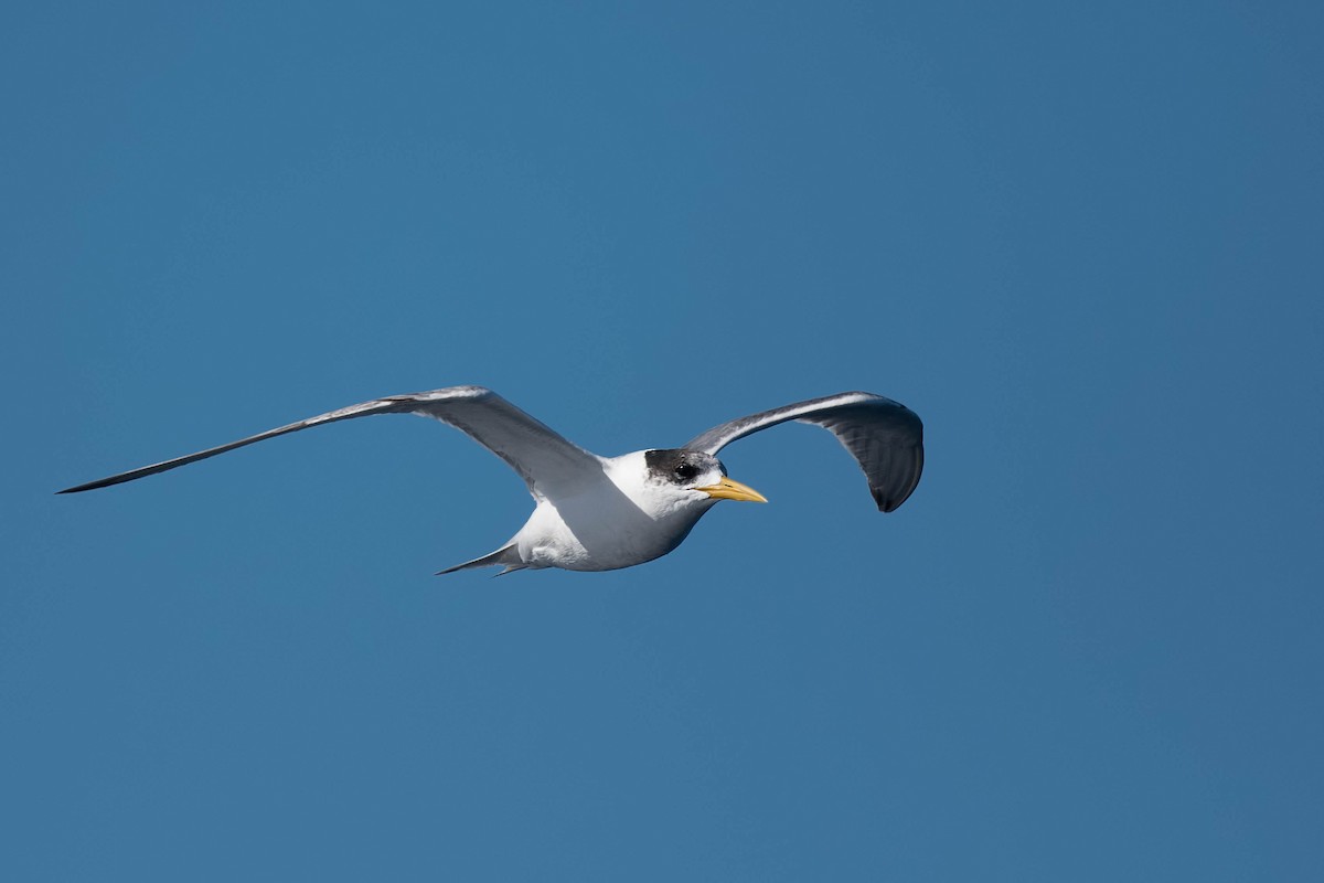 Great Crested Tern - ML172157121