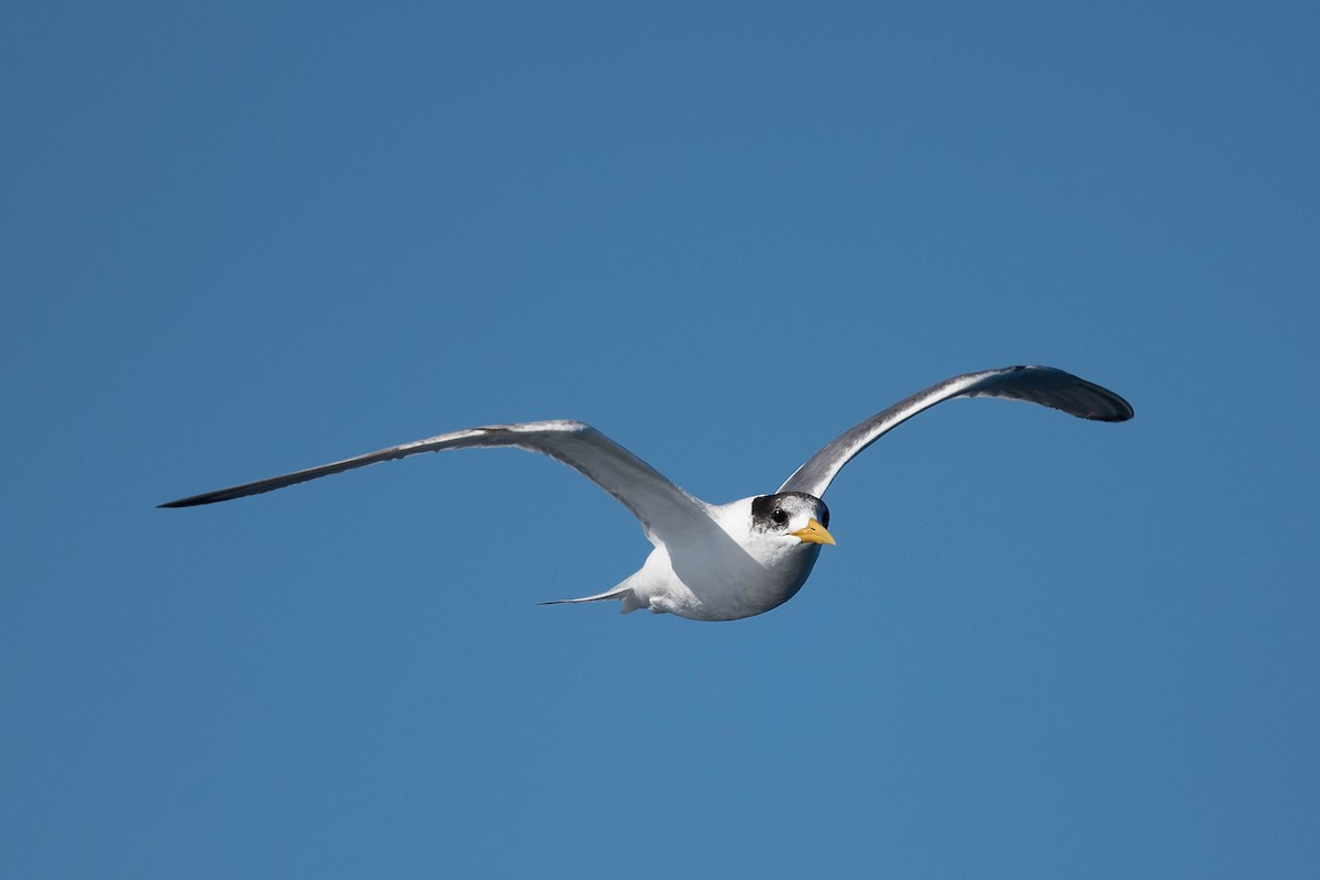 Great Crested Tern - ML172157141