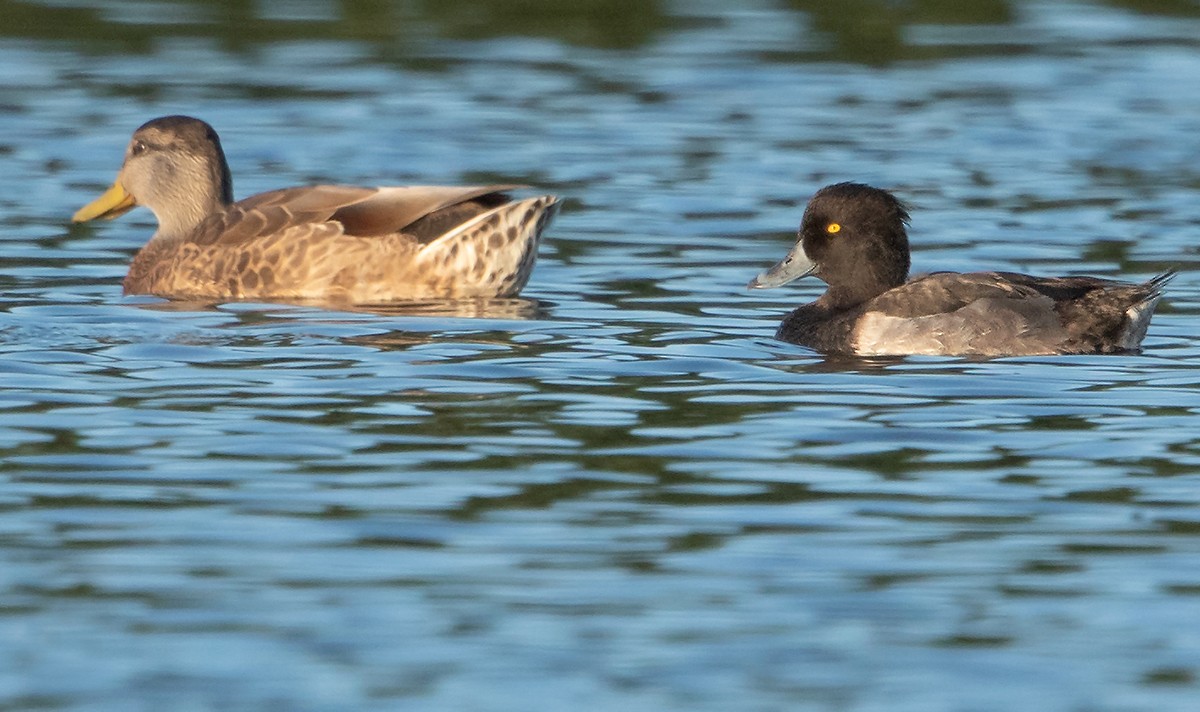 Tufted Duck - ML172158831