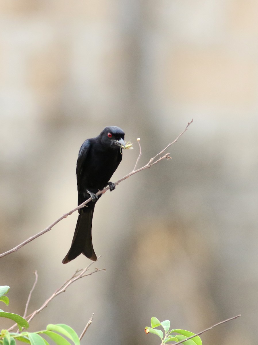 Fork-tailed Drongo (Glossy-backed) - ML172159401