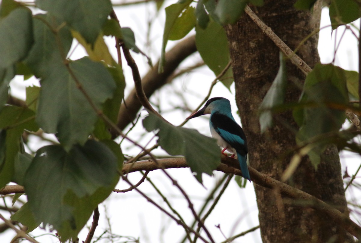 Blue-breasted Kingfisher - ML172159481