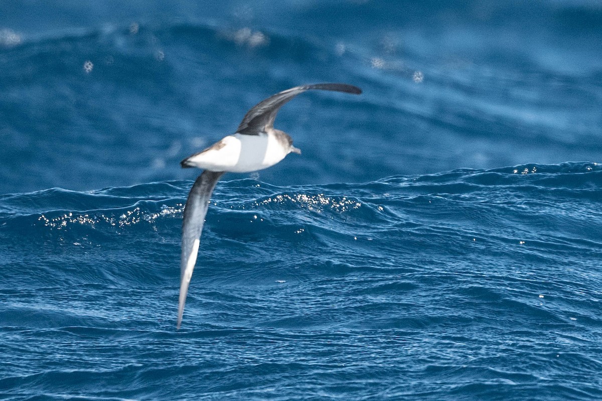 Hutton's Shearwater - Terence Alexander