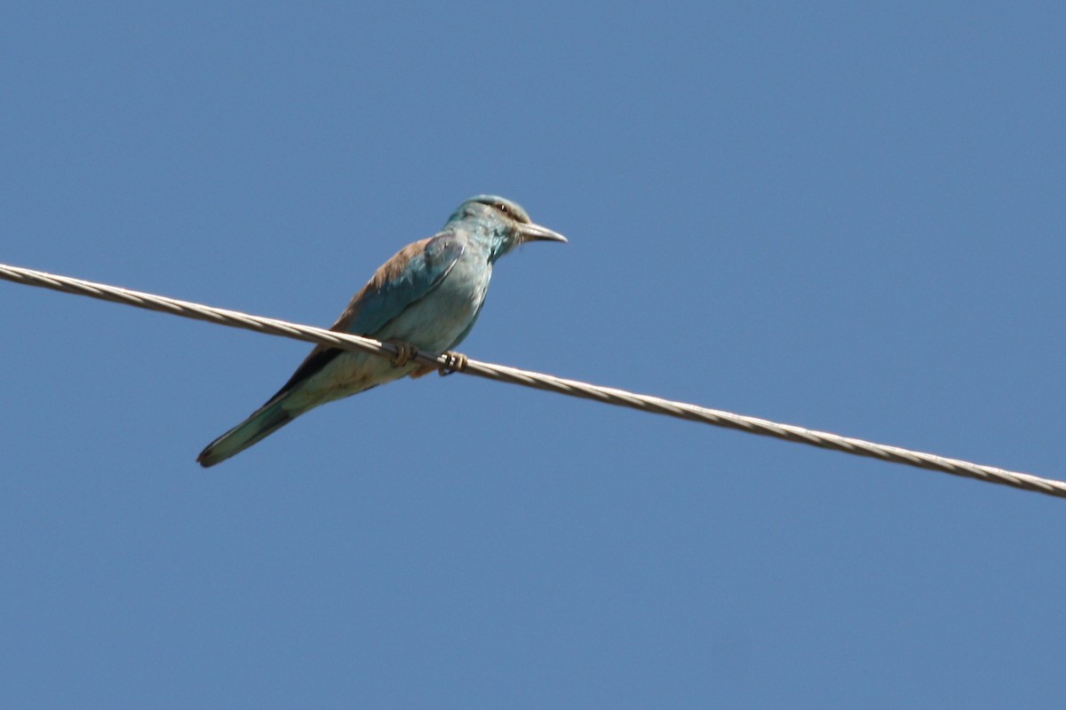 European Roller - Neil and Lucy Rogers