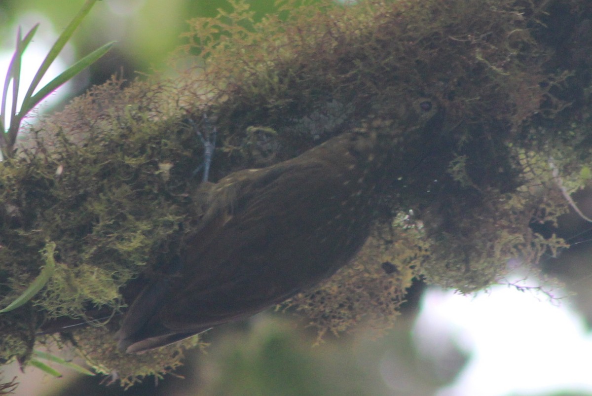 Spotted Woodcreeper - ML172160681