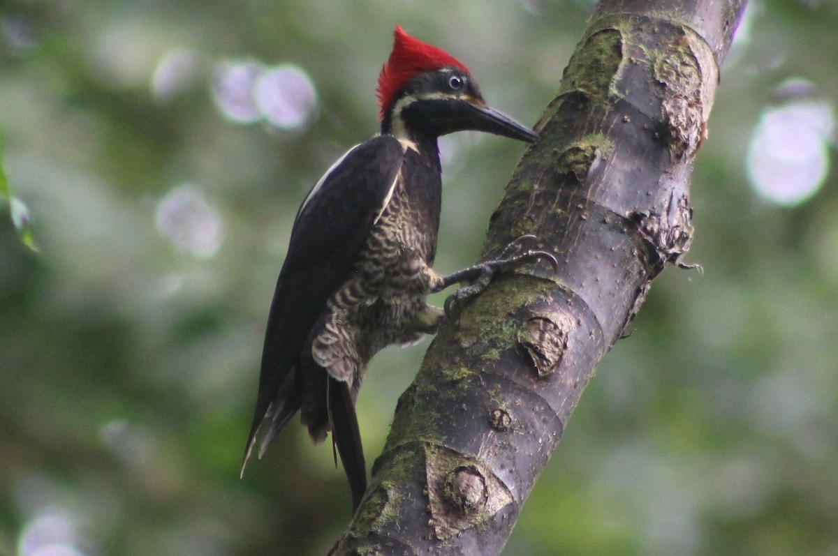 Lineated Woodpecker - ML172160941
