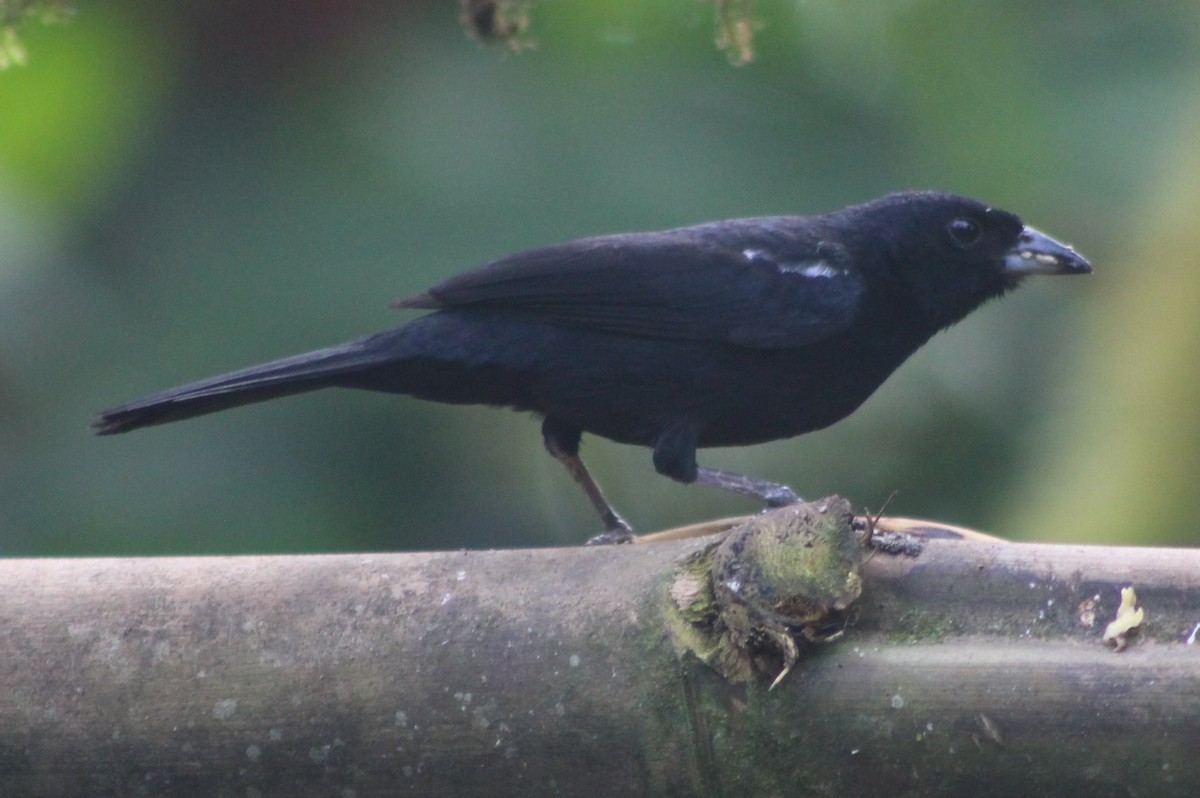 White-lined Tanager - ML172161071