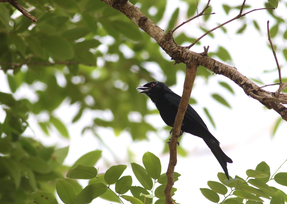 Fork-tailed Drongo (Glossy-backed) - Daniel Branch
