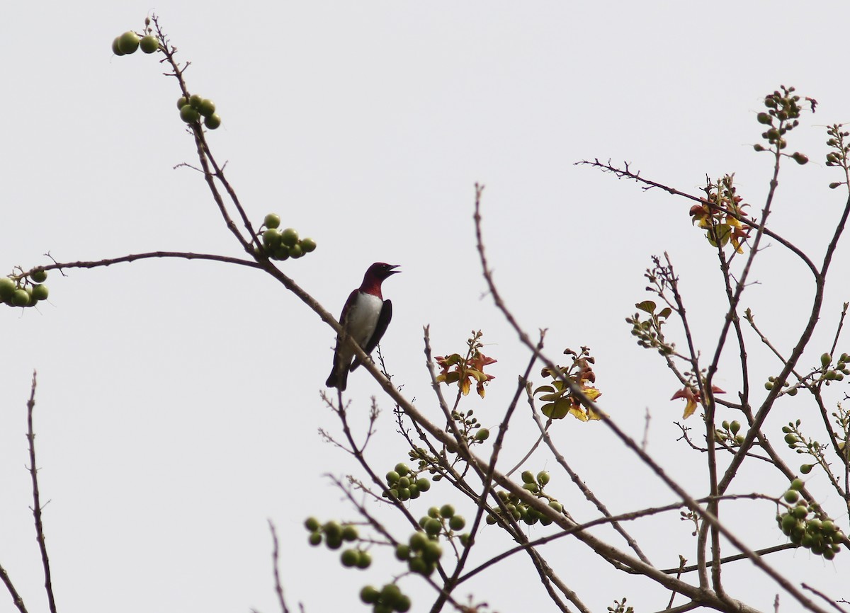 Violet-backed Starling - ML172162061