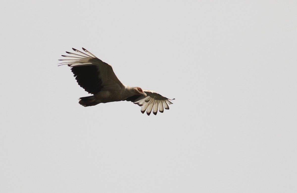 Palm-nut Vulture - ML172163611