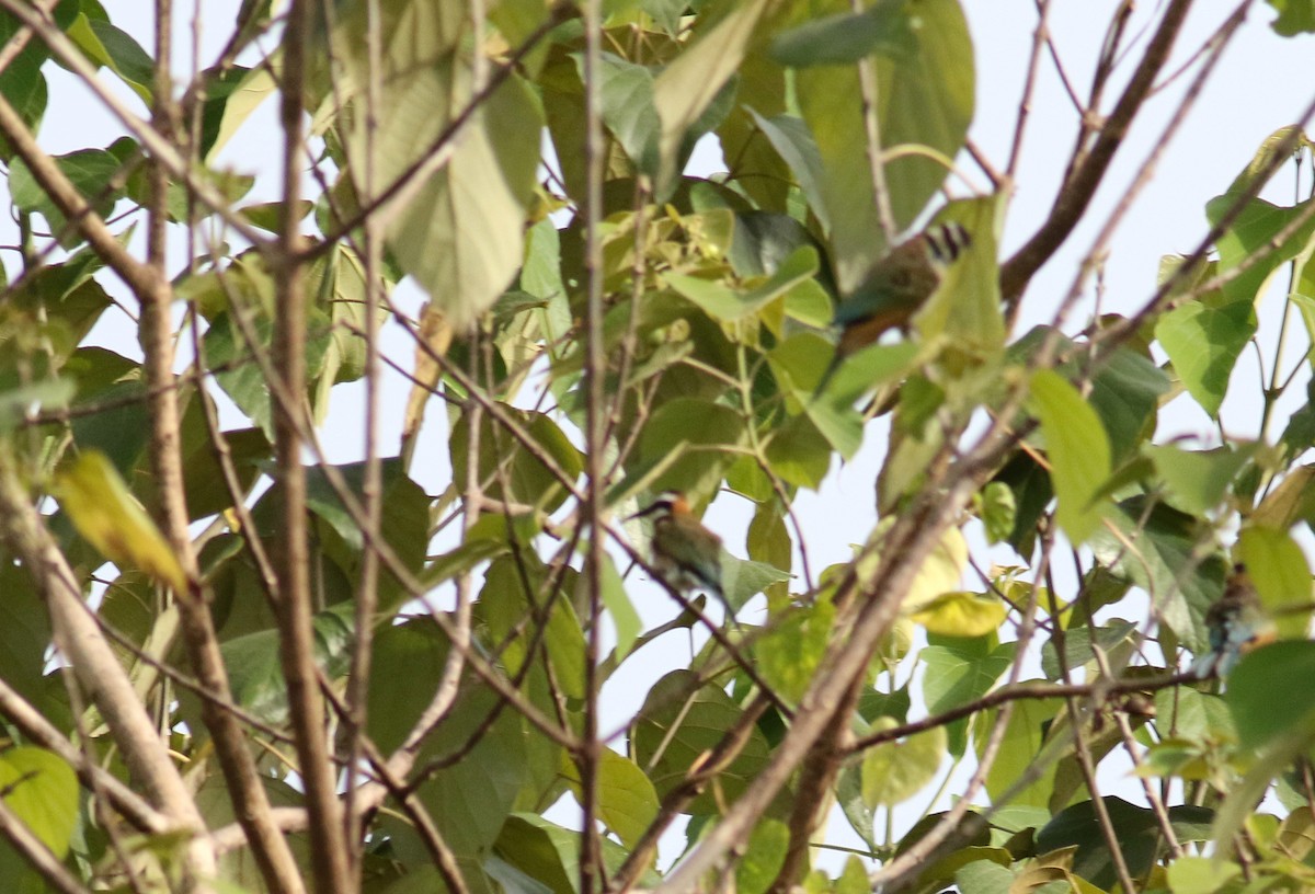 White-throated Bee-eater - Daniel Branch