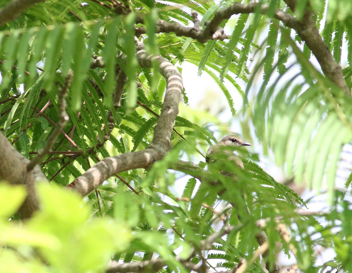 Red-shouldered Cuckooshrike - Daniel Branch