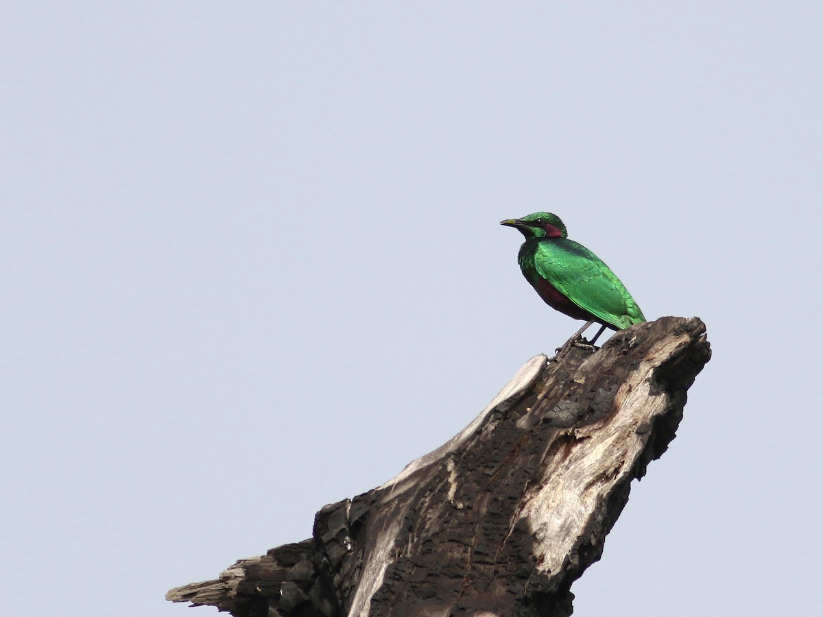 Emerald Starling - Daniel Branch