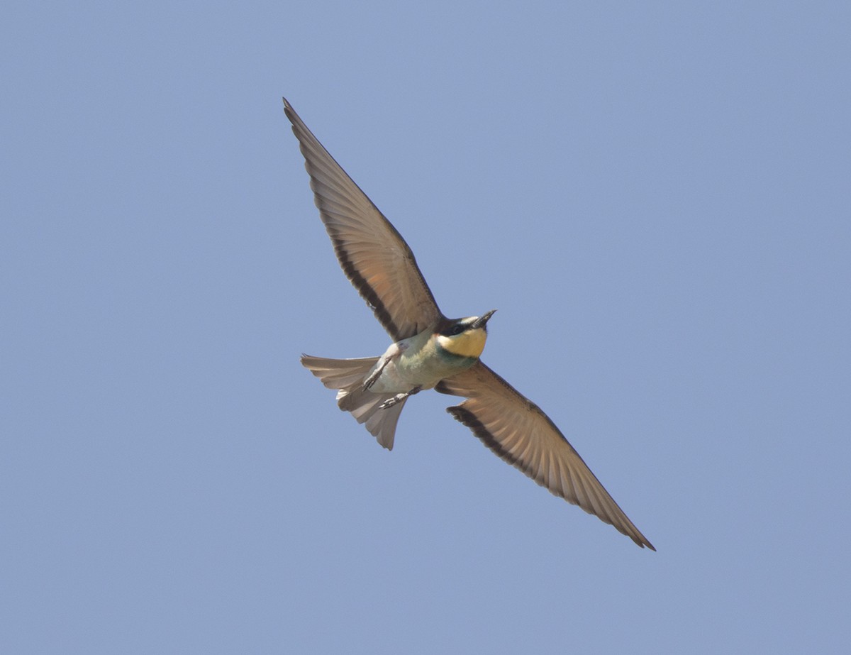 European Bee-eater - ML172163871
