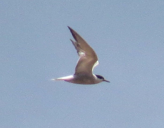 Common Tern - Krishnamoorthy Muthirulan