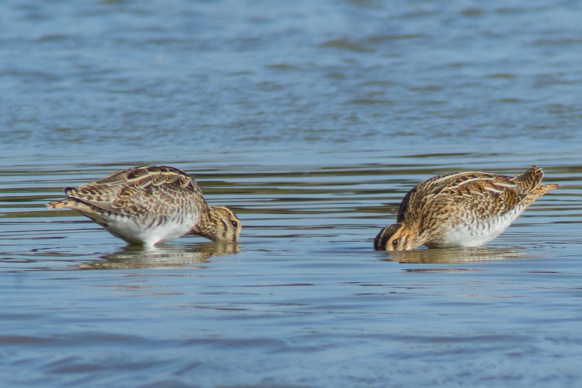 Common Snipe - Peter Kennerley