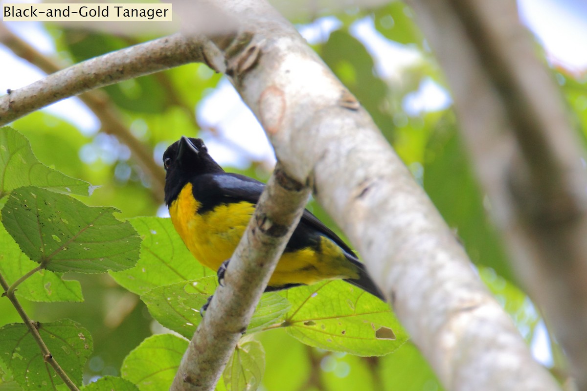 Black-and-gold Tanager - ML172165481
